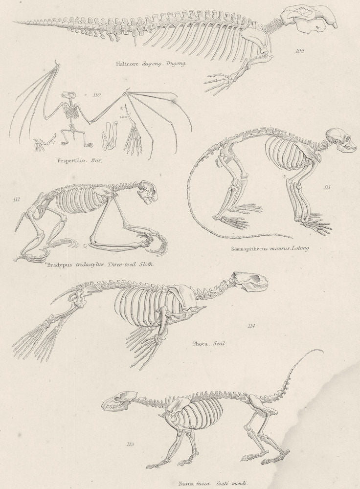MAMMALS. Skeletons. Dugong; Bat toed Sloth; Lotong; Seal; Coati- mondi 1860